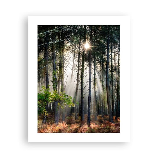 Obraz - Plakat - Leśne uroczysko - 40x50cm - Las Natura Słońce - Foto Plakaty bez ramy do Salonu Sypialni ARTTOR ARTTOR