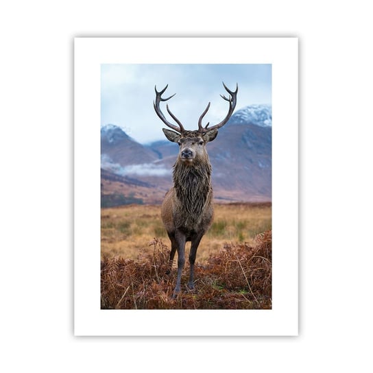 Obraz - Plakat - Na własnej ziemi - 30x40cm - Jeleń Zwierzęta Szkocja - Foto Plakaty na ścianę bez ramy - Plakat do Salonu Sypialni ARTTOR ARTTOR