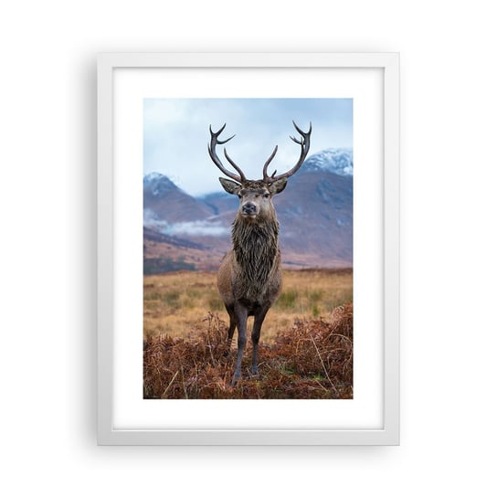 Obraz - Plakat - Na własnej ziemi - 30x40cm - Jeleń Zwierzęta Szkocja - Foto Plakaty na ścianę w ramie białej - Plakat do Salonu Sypialni ARTTOR ARTTOR