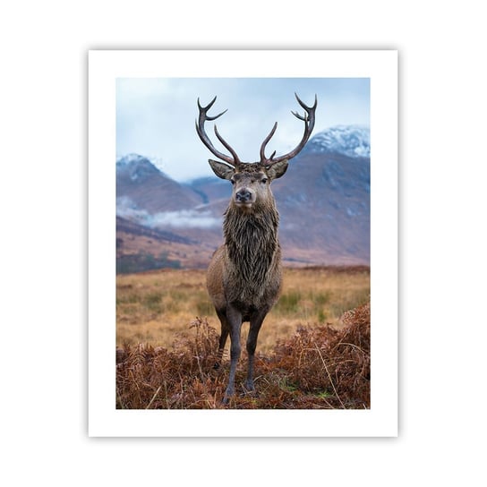 Obraz - Plakat - Na własnej ziemi - 40x50cm - Jeleń Zwierzęta Szkocja - Foto Plakaty bez ramy do Salonu Sypialni ARTTOR ARTTOR