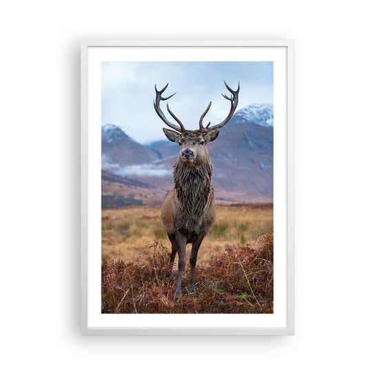 Obraz - Plakat - Na własnej ziemi - 50x70cm - Jeleń Zwierzęta Szkocja - Nowoczesny modny obraz Plakat rama biała ARTTOR ARTTOR