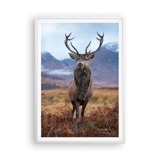 Obraz - Plakat - Na własnej ziemi - 70x100cm - Jeleń Zwierzęta Szkocja - Foto Plakaty w ramie koloru białego do Salonu Sypialni ARTTOR ARTTOR
