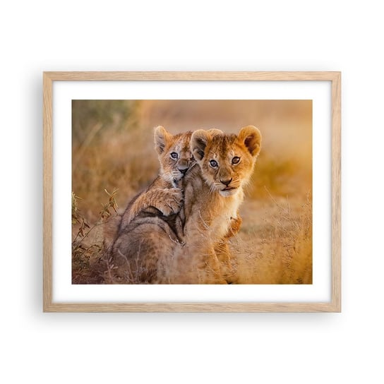 Obraz - Plakat - Nie przeszkadzać! Bawimy się - 50x40cm - Zwierzęta Lew Afryka - Foto Plakaty w ramie koloru jasny dąb do Salonu Sypialni ARTTOR ARTTOR