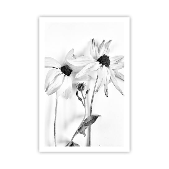 Obraz - Plakat - Nikt nie chce być sam - 61x91cm - Kwiaty Czarno-Biały Natura - Foto Plakaty na ścianę bez ramy - Plakat do Salonu Sypialni ARTTOR ARTTOR