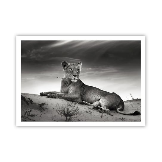 Obraz - Plakat - Odpoczynek królowej pustyni - 100x70cm - Zwierzęta Lew Pustynia - Foto Plakaty bez ramy na ścianę do Salonu Sypialni ARTTOR ARTTOR