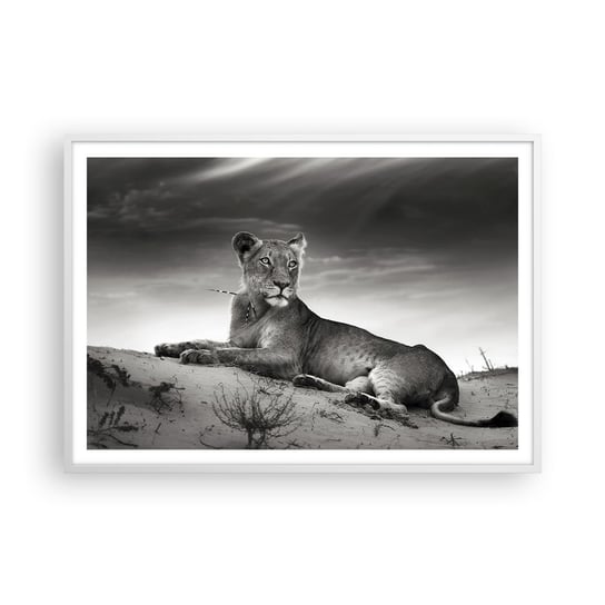 Obraz - Plakat - Odpoczynek królowej pustyni - 100x70cm - Zwierzęta Lew Pustynia - Foto Plakaty w ramie koloru białego do Salonu Sypialni ARTTOR ARTTOR