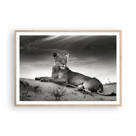 Obraz - Plakat - Odpoczynek królowej pustyni - 100x70cm - Zwierzęta Lew Pustynia - Foto Plakaty w ramie koloru jasny dąb do Salonu Sypialni ARTTOR ARTTOR
