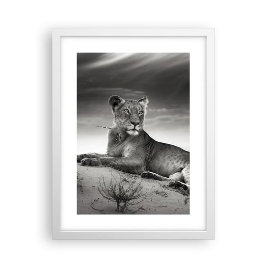 Obraz - Plakat - Odpoczynek królowej pustyni - 30x40cm - Zwierzęta Lew Pustynia - Foto Plakaty na ścianę w ramie białej - Plakat do Salonu Sypialni ARTTOR ARTTOR