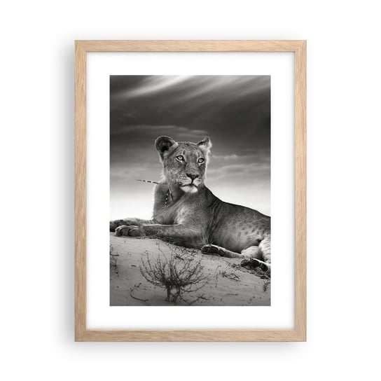 Obraz - Plakat - Odpoczynek królowej pustyni - 30x40cm - Zwierzęta Lew Pustynia - Foto Plakaty na ścianę w ramie jasny dąb - Plakat do Salonu Sypialni ARTTOR ARTTOR