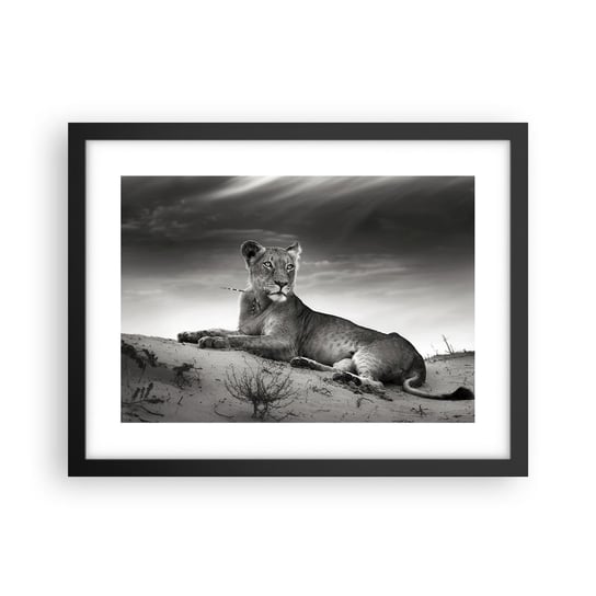 Obraz - Plakat - Odpoczynek królowej pustyni - 40x30cm - Zwierzęta Lew Pustynia - Foto Plakaty na ścianę w czarnej ramie - Plakat do Salonu Sypialni ARTTOR ARTTOR