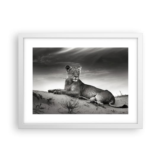 Obraz - Plakat - Odpoczynek królowej pustyni - 40x30cm - Zwierzęta Lew Pustynia - Foto Plakaty na ścianę w ramie białej - Plakat do Salonu Sypialni ARTTOR ARTTOR