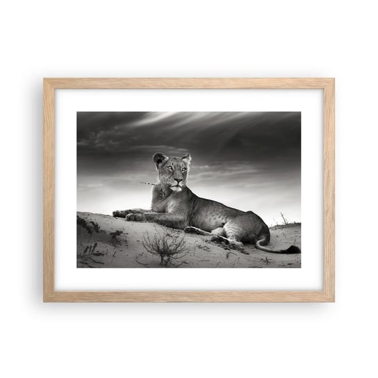 Obraz - Plakat - Odpoczynek królowej pustyni - 40x30cm - Zwierzęta Lew Pustynia - Foto Plakaty na ścianę w ramie jasny dąb - Plakat do Salonu Sypialni ARTTOR ARTTOR