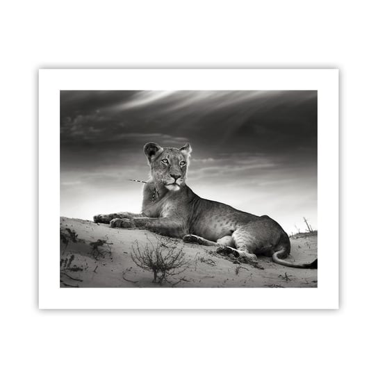 Obraz - Plakat - Odpoczynek królowej pustyni - 50x40cm - Zwierzęta Lew Pustynia - Foto Plakaty bez ramy do Salonu Sypialni ARTTOR ARTTOR