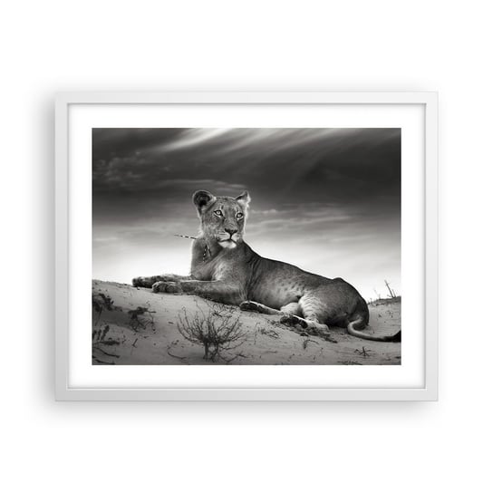 Obraz - Plakat - Odpoczynek królowej pustyni - 50x40cm - Zwierzęta Lew Pustynia - Foto Plakaty w ramie koloru białego do Salonu Sypialni ARTTOR ARTTOR