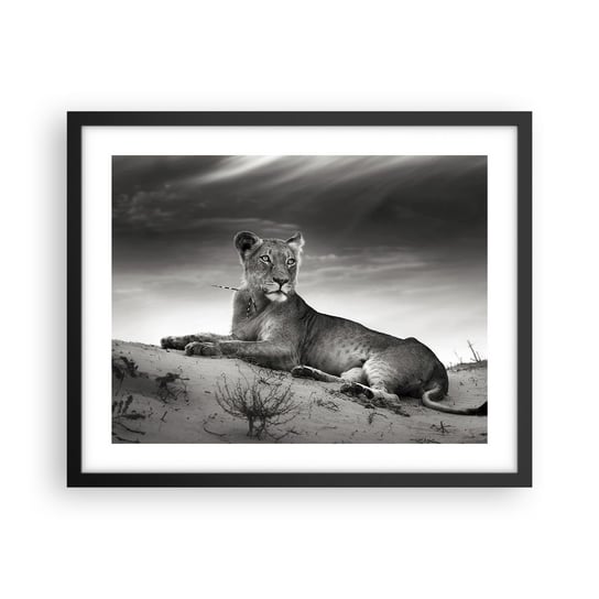 Obraz - Plakat - Odpoczynek królowej pustyni - 50x40cm - Zwierzęta Lew Pustynia - Foto Plakaty w ramie koloru czarnego do Salonu Sypialni ARTTOR ARTTOR