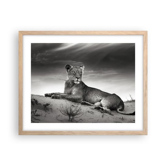 Obraz - Plakat - Odpoczynek królowej pustyni - 50x40cm - Zwierzęta Lew Pustynia - Foto Plakaty w ramie koloru jasny dąb do Salonu Sypialni ARTTOR ARTTOR