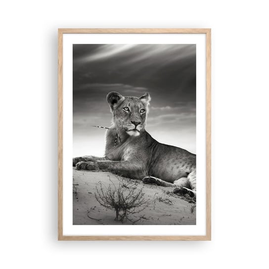 Obraz - Plakat - Odpoczynek królowej pustyni - 50x70cm - Zwierzęta Lew Pustynia - Nowoczesny modny obraz Plakat rama jasny dąb ARTTOR ARTTOR
