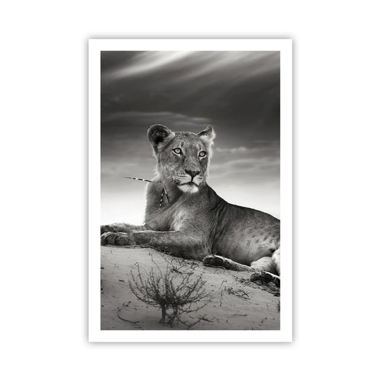 Obraz - Plakat - Odpoczynek królowej pustyni - 61x91cm - Zwierzęta Lew Pustynia - Foto Plakaty na ścianę bez ramy - Plakat do Salonu Sypialni ARTTOR ARTTOR