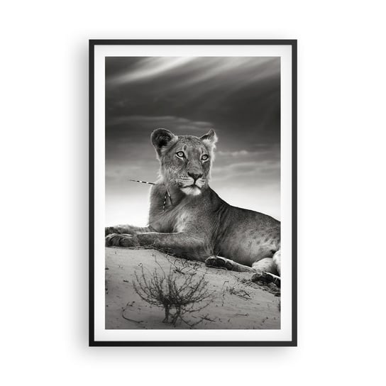 Obraz - Plakat - Odpoczynek królowej pustyni - 61x91cm - Zwierzęta Lew Pustynia - Foto Plakaty na ścianę w czarnej ramie - Plakat do Salonu Sypialni ARTTOR ARTTOR