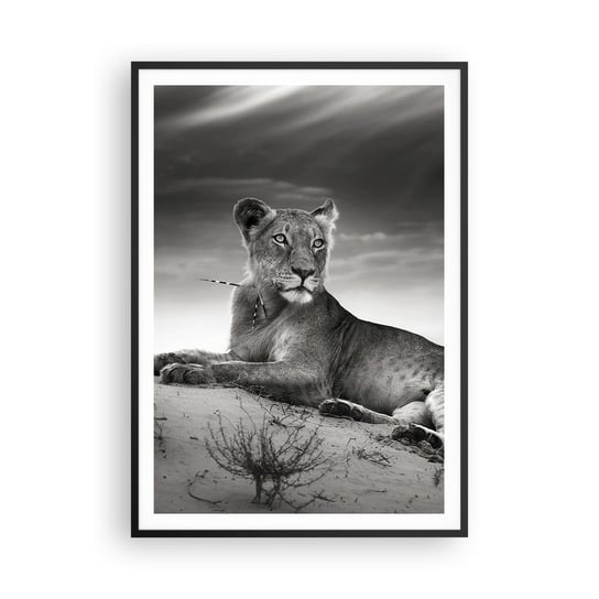 Obraz - Plakat - Odpoczynek królowej pustyni - 70x100cm - Zwierzęta Lew Pustynia - Foto Plakaty w ramie koloru czarnego do Salonu Sypialni ARTTOR ARTTOR