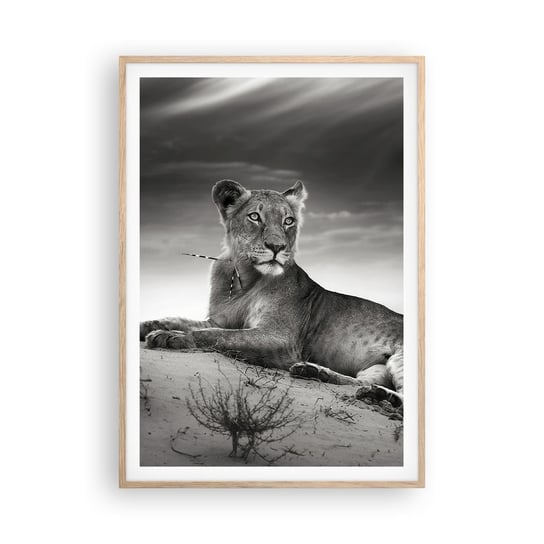 Obraz - Plakat - Odpoczynek królowej pustyni - 70x100cm - Zwierzęta Lew Pustynia - Foto Plakaty w ramie koloru jasny dąb do Salonu Sypialni ARTTOR ARTTOR
