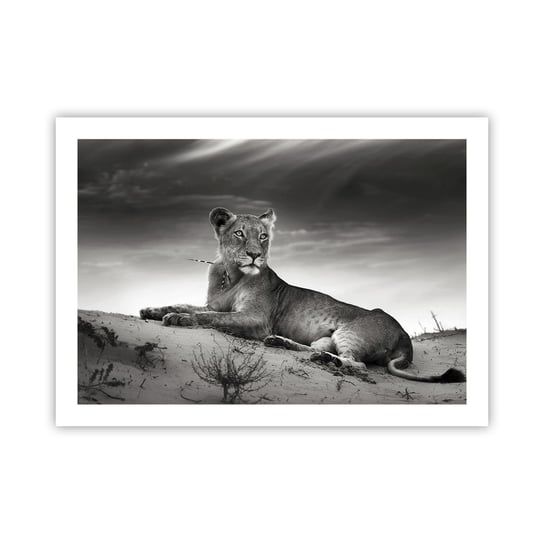 Obraz - Plakat - Odpoczynek królowej pustyni - 70x50cm - Zwierzęta Lew Pustynia - Nowoczesny modny obraz Plakat bez ramy do Salonu Sypialni ARTTOR ARTTOR