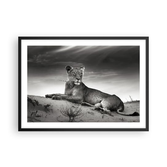 Obraz - Plakat - Odpoczynek królowej pustyni - 70x50cm - Zwierzęta Lew Pustynia - Nowoczesny modny obraz Plakat czarna rama ARTTOR ARTTOR