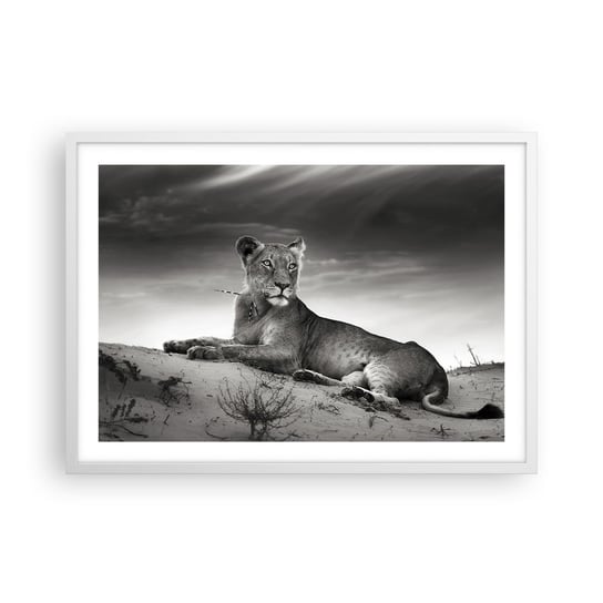 Obraz - Plakat - Odpoczynek królowej pustyni - 70x50cm - Zwierzęta Lew Pustynia - Nowoczesny modny obraz Plakat rama biała ARTTOR ARTTOR