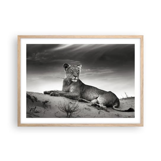 Obraz - Plakat - Odpoczynek królowej pustyni - 70x50cm - Zwierzęta Lew Pustynia - Nowoczesny modny obraz Plakat rama jasny dąb ARTTOR ARTTOR