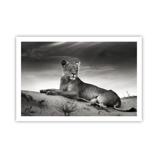 Obraz - Plakat - Odpoczynek królowej pustyni - 91x61cm - Zwierzęta Lew Pustynia - Foto Plakaty na ścianę bez ramy - Plakat do Salonu Sypialni ARTTOR ARTTOR