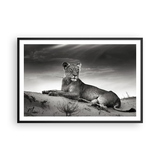 Obraz - Plakat - Odpoczynek królowej pustyni - 91x61cm - Zwierzęta Lew Pustynia - Foto Plakaty na ścianę w czarnej ramie - Plakat do Salonu Sypialni ARTTOR ARTTOR