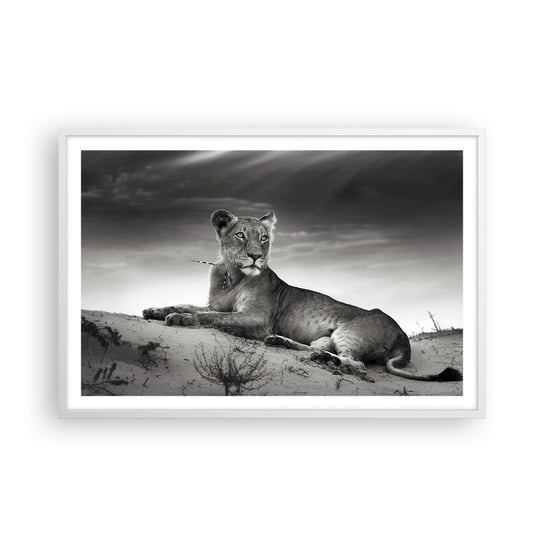 Obraz - Plakat - Odpoczynek królowej pustyni - 91x61cm - Zwierzęta Lew Pustynia - Foto Plakaty na ścianę w ramie białej - Plakat do Salonu Sypialni ARTTOR ARTTOR