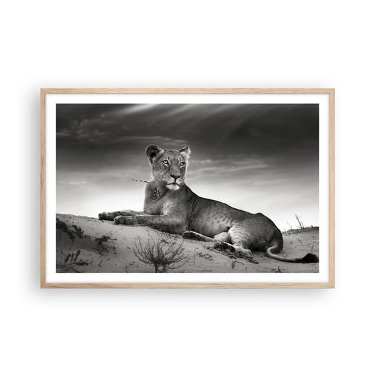 Obraz - Plakat - Odpoczynek królowej pustyni - 91x61cm - Zwierzęta Lew Pustynia - Foto Plakaty na ścianę w ramie jasny dąb - Plakat do Salonu Sypialni ARTTOR ARTTOR