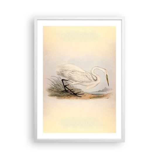 Obraz - Plakat - Pani na szuwarach - 50x70cm - Ptak Biała Czapla Sztuka - Nowoczesny modny obraz Plakat rama biała ARTTOR ARTTOR