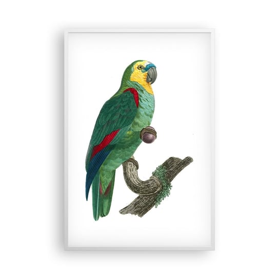 Obraz - Plakat - Papuzi portret - 61x91cm - Papuga Ptak Vintage - Foto Plakaty na ścianę w ramie białej - Plakat do Salonu Sypialni ARTTOR ARTTOR