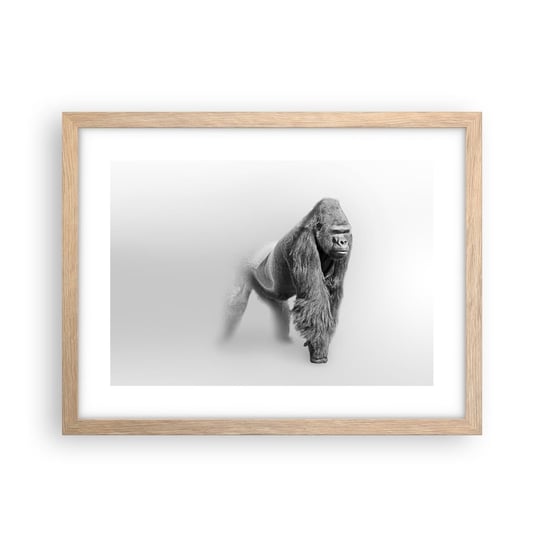 Obraz - Plakat - Pewny swej siły - 40x30cm - Zwierzęta Goryl Małpa - Foto Plakaty na ścianę w ramie jasny dąb - Plakat do Salonu Sypialni ARTTOR ARTTOR