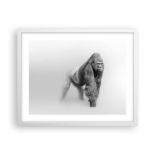 Obraz - Plakat - Pewny swej siły - 50x40cm - Zwierzęta Goryl Małpa - Foto Plakaty w ramie koloru białego do Salonu Sypialni ARTTOR ARTTOR