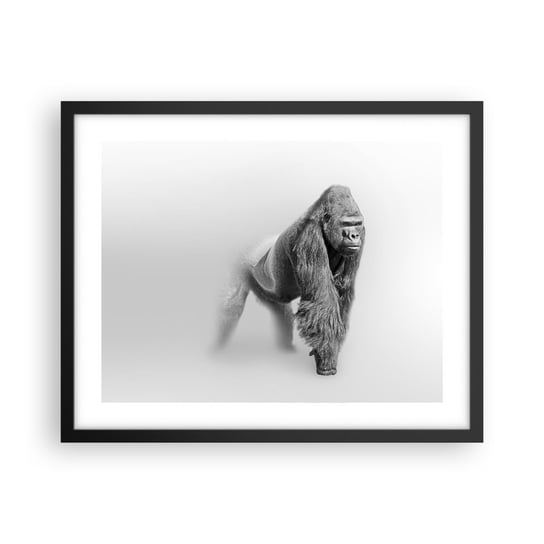 Obraz - Plakat - Pewny swej siły - 50x40cm - Zwierzęta Goryl Małpa - Foto Plakaty w ramie koloru czarnego do Salonu Sypialni ARTTOR ARTTOR
