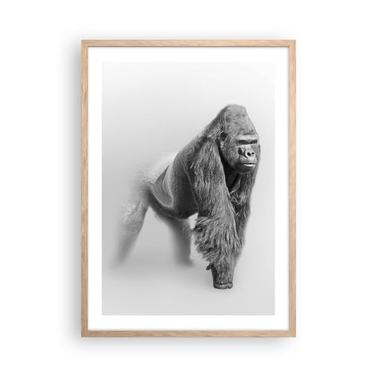 Obraz - Plakat - Pewny swej siły - 50x70cm - Zwierzęta Goryl Małpa - Nowoczesny modny obraz Plakat rama jasny dąb ARTTOR ARTTOR