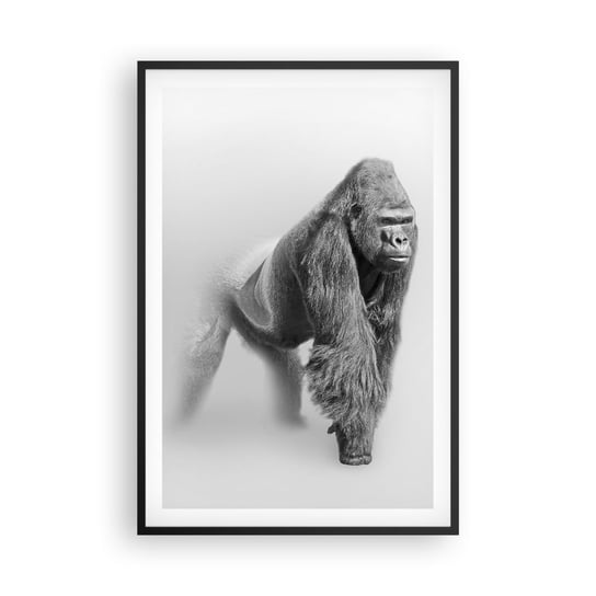 Obraz - Plakat - Pewny swej siły - 61x91cm - Zwierzęta Goryl Małpa - Foto Plakaty na ścianę w czarnej ramie - Plakat do Salonu Sypialni ARTTOR ARTTOR