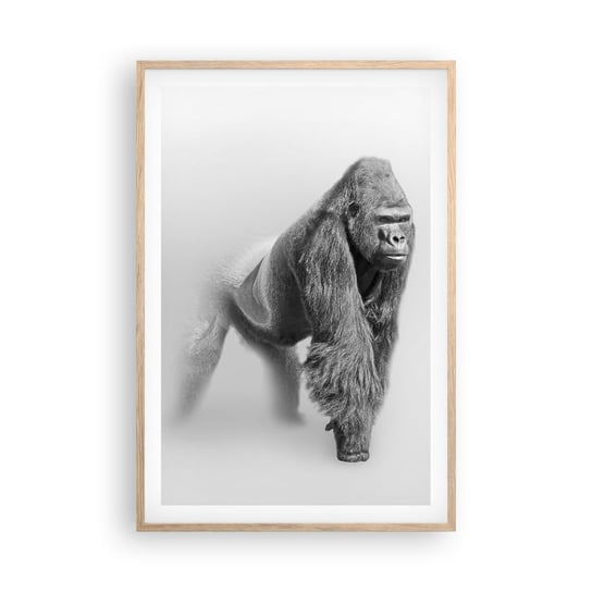 Obraz - Plakat - Pewny swej siły - 61x91cm - Zwierzęta Goryl Małpa - Foto Plakaty na ścianę w ramie jasny dąb - Plakat do Salonu Sypialni ARTTOR ARTTOR