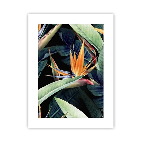 Obraz - Plakat - Płomienne kwiaty tropików - 30x40cm - Strelicja Królewska Kwiat Afryka - Foto Plakaty na ścianę bez ramy - Plakat do Salonu Sypialni ARTTOR ARTTOR