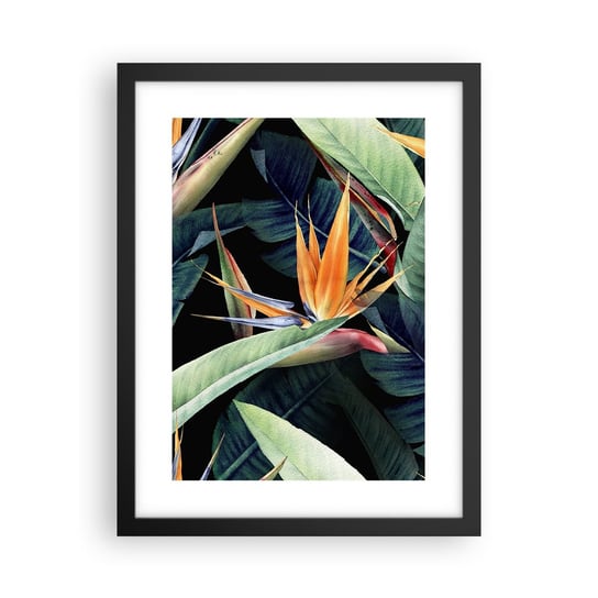 Obraz - Plakat - Płomienne kwiaty tropików - 30x40cm - Strelicja Królewska Kwiat Afryka - Foto Plakaty na ścianę w czarnej ramie - Plakat do Salonu Sypialni ARTTOR ARTTOR