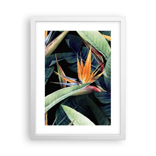 Obraz - Plakat - Płomienne kwiaty tropików - 30x40cm - Strelicja Królewska Kwiat Afryka - Foto Plakaty na ścianę w ramie białej - Plakat do Salonu Sypialni ARTTOR ARTTOR