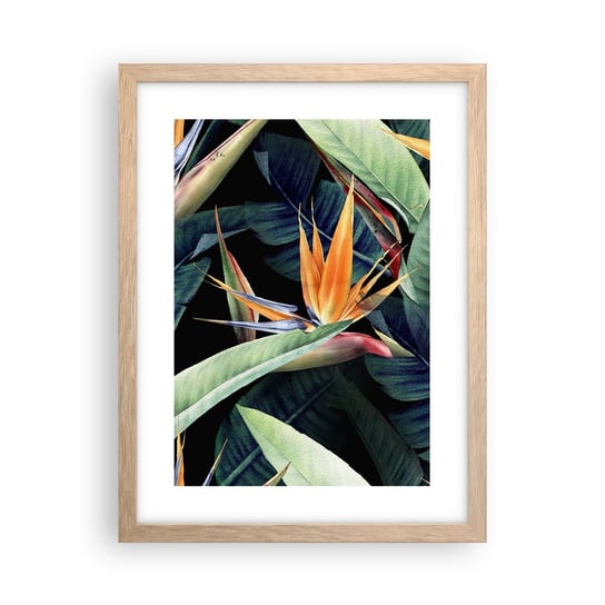 Obraz - Plakat - Płomienne kwiaty tropików - 30x40cm - Strelicja Królewska Kwiat Afryka - Foto Plakaty na ścianę w ramie jasny dąb - Plakat do Salonu Sypialni ARTTOR ARTTOR