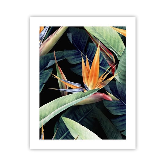 Obraz - Plakat - Płomienne kwiaty tropików - 40x50cm - Strelicja Królewska Kwiat Afryka - Foto Plakaty bez ramy do Salonu Sypialni ARTTOR ARTTOR