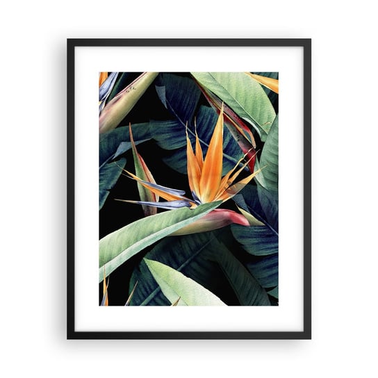 Obraz - Plakat - Płomienne kwiaty tropików - 40x50cm - Strelicja Królewska Kwiat Afryka - Foto Plakaty w ramie koloru czarnego do Salonu Sypialni ARTTOR ARTTOR