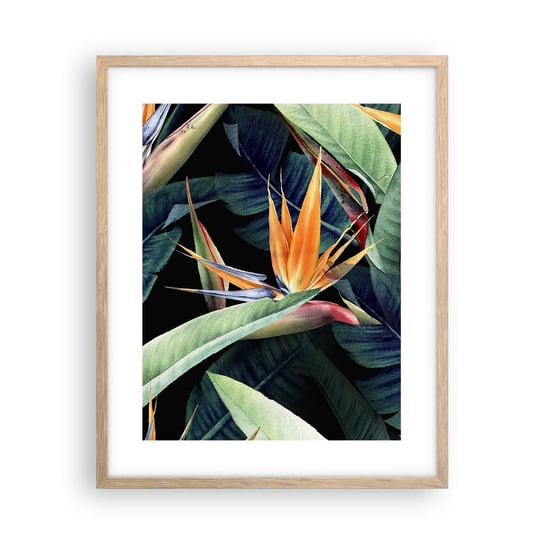 Obraz - Plakat - Płomienne kwiaty tropików - 40x50cm - Strelicja Królewska Kwiat Afryka - Foto Plakaty w ramie koloru jasny dąb do Salonu Sypialni ARTTOR ARTTOR