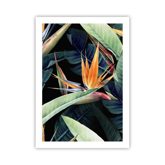 Obraz - Plakat - Płomienne kwiaty tropików - 50x70cm - Strelicja Królewska Kwiat Afryka - Nowoczesny modny obraz Plakat bez ramy do Salonu Sypialni ARTTOR ARTTOR