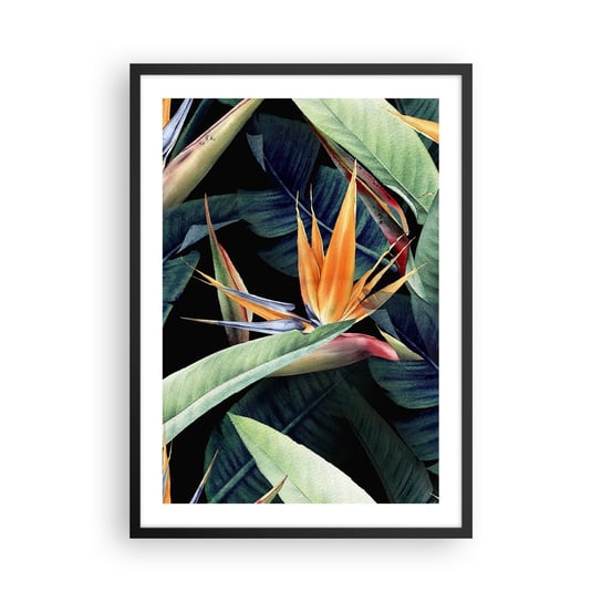 Obraz - Plakat - Płomienne kwiaty tropików - 50x70cm - Strelicja Królewska Kwiat Afryka - Nowoczesny modny obraz Plakat czarna rama ARTTOR ARTTOR